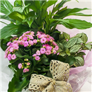https://bonovo.isisflor.com/fileuploads/Produtos/Plantas Naturais/thumb__Um_Jardim_Para_Ti_02.jpg